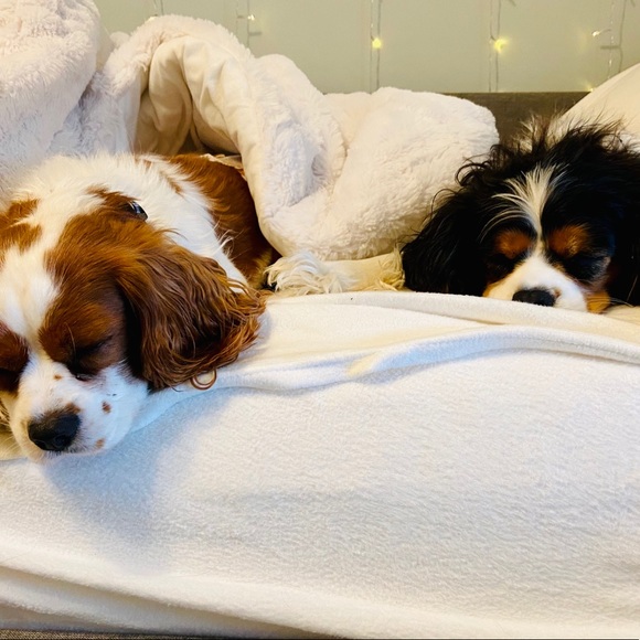 Meet your Posher, Haven - Picture 1 of 1